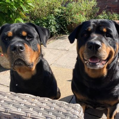 Retired. Love golf and walking rotties Bubba and Boo 😀