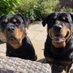 Dorne & two rotties - Bubba & Boo (@TymDorne) Twitter profile photo