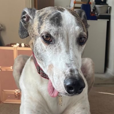 6 year old ham roll stealing, cheese loving, garden destroying, retired derpy hound living my best life with my big mum @xgemmaannx big dad and big brother ❤️