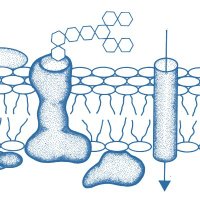 Chattopadhyay Lab (@amit_gpcr) Twitter profile photo