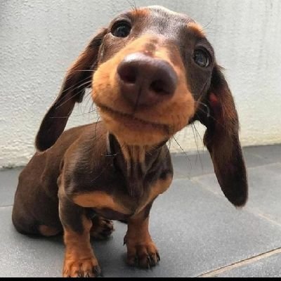 Stato Civile : Jerulina. Amo gli Animali sono i nostri Angeli custodi e noi dobbiamo proteggerli e amarli sempre ❤️😺🐶🐾🐾