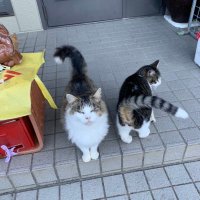 #すて猫フゥとじぃじの生きる道 (@yukiji0816) 's Twitter Profile