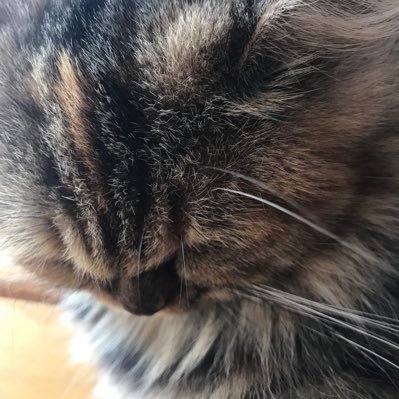 scardycat01's profile picture. 