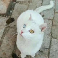 Tiedaner Lee (@tiedanerlee) 's Twitter Profile Photo Tiedaner Lee (@tiedanerlee) 's Twitter Profile Photo