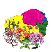 Tibetan Flora & Fauna (@plantstibetan) 's Twitter Profile
