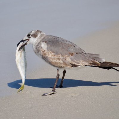 vMagnus1's profile picture. 