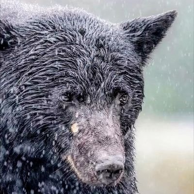 itsjustjosh91's profile picture. yes