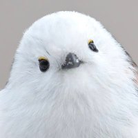 流浪の鳥撮り専攻医🐥(@medibird97) 's Twitter Profile Photo