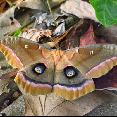 antheraea polyphemus