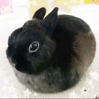 しま＠黒まんじゅう (@rshima_20170406) 's Twitter Profile Photo