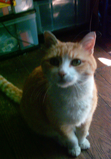 andythecat's profile picture. house cat of crazy LA lady @cindydesantis who thinks she is an artist...mol