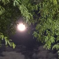 Fortal_jr (@fortal_jr) 's Twitter Profile