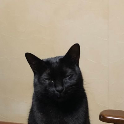 mmmBIGcat's profile picture. 軋むテニスシューズの音を覚えていてね 弾んだテニスボールのラリーを覚えておいてね 試合が終わったあとも　人生は続いて行くよ