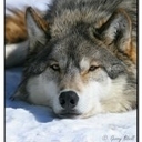 Никита Волк - @Nikita_Wolf - Twitter