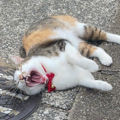 syurarabon132's profile picture. かまちょ会🃏 皆さんが優しくてもだえる\( ´˘`)/ 無言ふぉろ失礼します🙇‍♂️