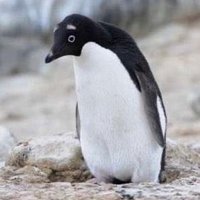π§ (@pygoscelis____a) 's Twitter Profile