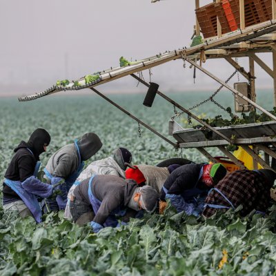 Twitter compilation of network actors/examples.Advocacy for labor rights and health protections of valued essential farmworkers regardless of immigration status