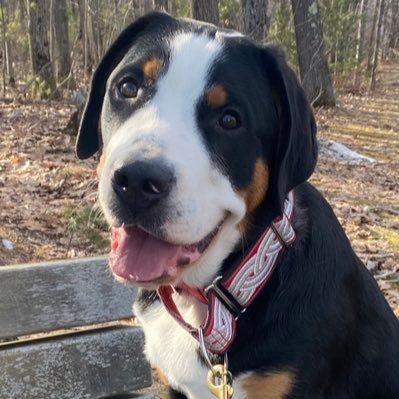 Swissy207's profile picture. Should be about dogs. Instead, follow me for rage tweets about #studentloans #pslf and the absolute crap hole that the US is right now.