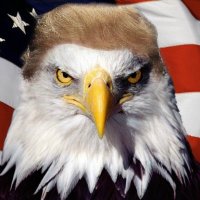 The Balding Eagle Party (@balding_party) 's Twitter Profile