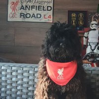 mike (@miketheredlfc) 's Twitter Profile