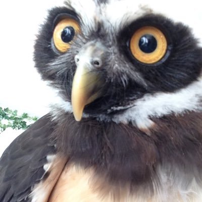 bluespringhorse's profile picture. 臨床とデスクワークの掛け持ち獣医師