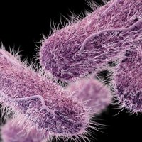 Typhi genomics papers (@typhipapers) 's Twitter Profile