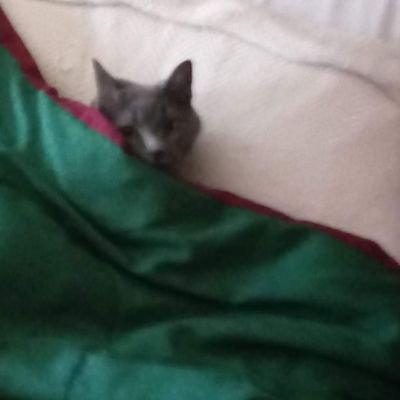 peepoo333's profile picture. What: 6in 4ft transvisible cat.
Where: Cheshireverse/Mirrorverse/Mars/ Photophractalaville. 
Why:$mile's here.
How: Head's somewhere else.
Who: Why How jr.