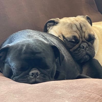 FrenchFryPug's profile picture. She/her. Views are my own.