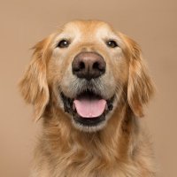 goldeboymoby (@goldenboymoby) 's Twitter Profile