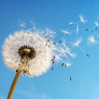 Cardiff Climate Action Cafe (@cardiffclimate) 's Twitter Profile