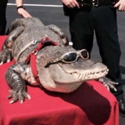 wilischil's profile picture. Chandler Simpson enjoyer