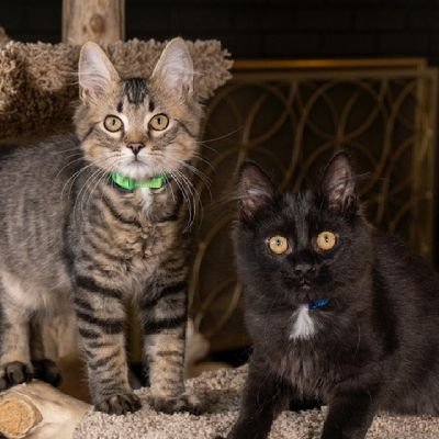 2022 graduates of the Kitten Academy, Tiny Townies class. Placed into their Hospitality/Resort Operations internship (paid) at Riverton Resorts Plymouth.