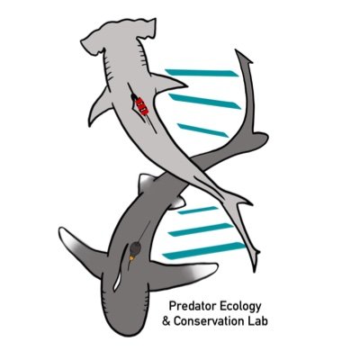 Lab based at @FIUCASE focusing on the ecology, biology, and behavior of sharks, rays, and predatory bony fish. Led by Dr. Demian Chapman and @Dr_Yannis.