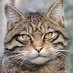 プラどん🐈 キジトラ化猫【絶滅危惧種メンエス客】 (@ms2oyaji) Twitter profile photo プラどん🐈 キジトラ化猫【絶滅危惧種メンエス客】 (@ms2oyaji) Twitter profile photo