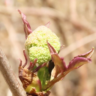 bluelave's profile picture. 主に散歩で遭遇した鳥や虫、植物、また、庭や菜園の出来事などについてつぶやきます。名前は一応調べてのせますが、正確性に欠けますのでご了承ください。名前不明なものや、間違いなどについてご教示くださればありがたいです。
動画はブレブレなので、乗り物酔いしやすい方は閲覧注意です。