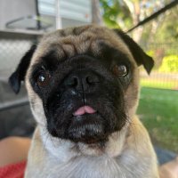 Amanda (@afeuzzy) 's Twitter Profile