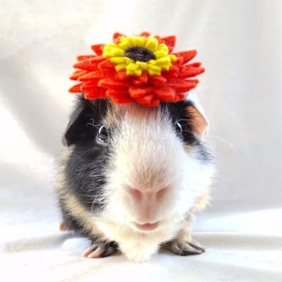 gonneesuper's profile picture. モルモットのごんたは2016/6/4にひまわりは2017/11/12にぽんたろうは2022/6/8に虹の橋に🌈たいよう7/7🎂を2022/8/1にお迎えしました☀小動物のお帽子や小物を作っています👒お帽子とナンバーハットのオーダーお気軽にどうぞ👑https://t.co/BnU2vVG8vw