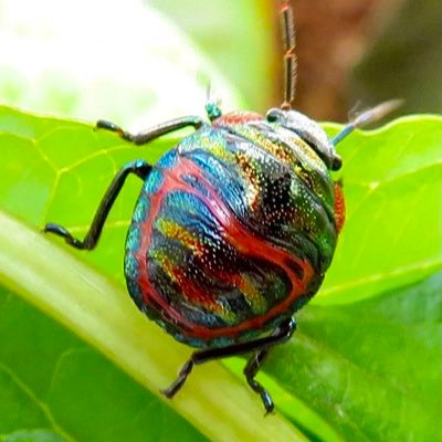 昆虫採集・飼育・天に召されてから標本する時もあります 昆虫好き！生き物全般いろいろ好き♪ アトリエ建築設計事務所在籍 後 プレゼンテーション建築模型・その他模型製作の仕事などしてます/去年コンデジを買いました。が、上手く使いこなせてません(･･;)。いつかちゃんと使いこなしたい(--;)