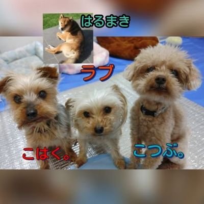 姉が亡くなった当時に飼っていた４ワンと暮らす持病持ち30代女の飼育日記🌸(2022年1月〜アカウント引き継がせてもらいました。)2024/4/26に三本足猫ちゃんが仲間入り😺🐾