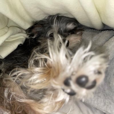 popopoponta322's profile picture. 🦫リア呟き多いです🐶