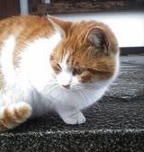 turkeybleu's profile picture. 