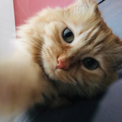 killua1666k's profile picture. 吾輩、ぜいりしかしていないんです。