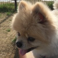 Chako(チャコ)(@Chako120318) 's Twitter Profile Photo