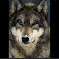 shiba1964.cro (@hughmcready) 's Twitter Profile