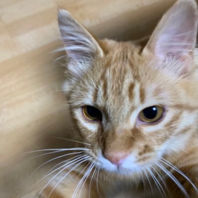 猫たちの幸せが私の幸せ(≧∀≦) 猫4匹のために、全力を注いでいます。パペットマペットさん🐮👤🐸大好き。げみの皆さま大歓迎です！ぶたぶたさん🐷も好き。