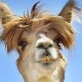 age:25 bi he/him | avid angler🐟 🔞| spirt animal: 🐪| pro-choice | single