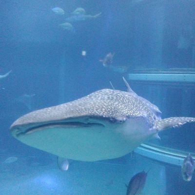 さんがやきさんのプロフィール画像