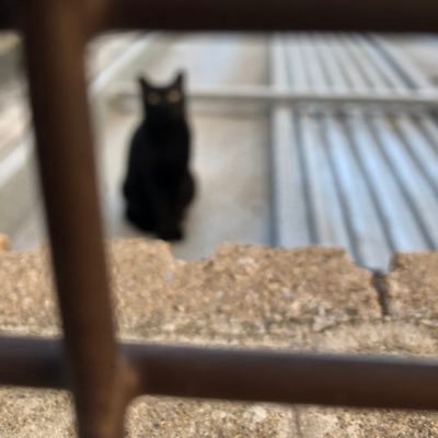 fox456lll's profile picture. 160/60/2？ 性的にはバイ、恋愛的には異性愛 動画や画像はこっち→ @AAAgoodruck888