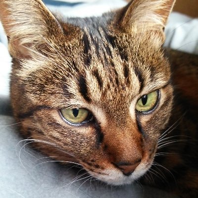 猫叉の犬(笑)さんのプロフィール画像