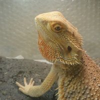 俺達 メダカ沼 (@521qr1ct9rpc9v1) 's Twitter Profile